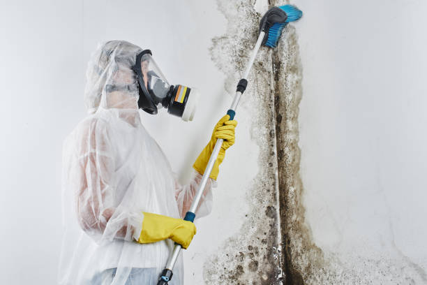 Best Mold Remediation for Healthcare Facilities  in Greenup, IL